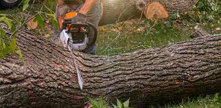 Eastpointe, MI  Tree Services Company