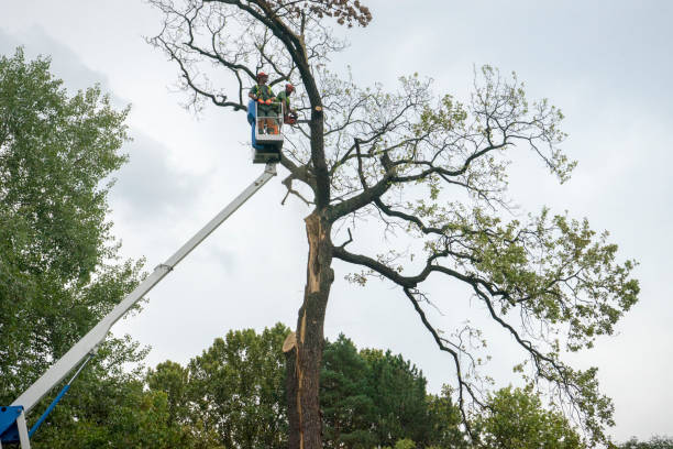 Why Choose Our Tree Removal Services in Eastpointe, MI?